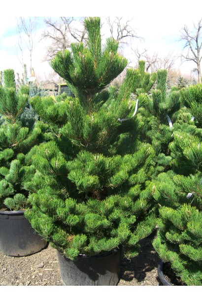 Сосна чорна / австрійська Орегон Грін контейнер